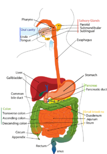 A diagram of the digestive tract 